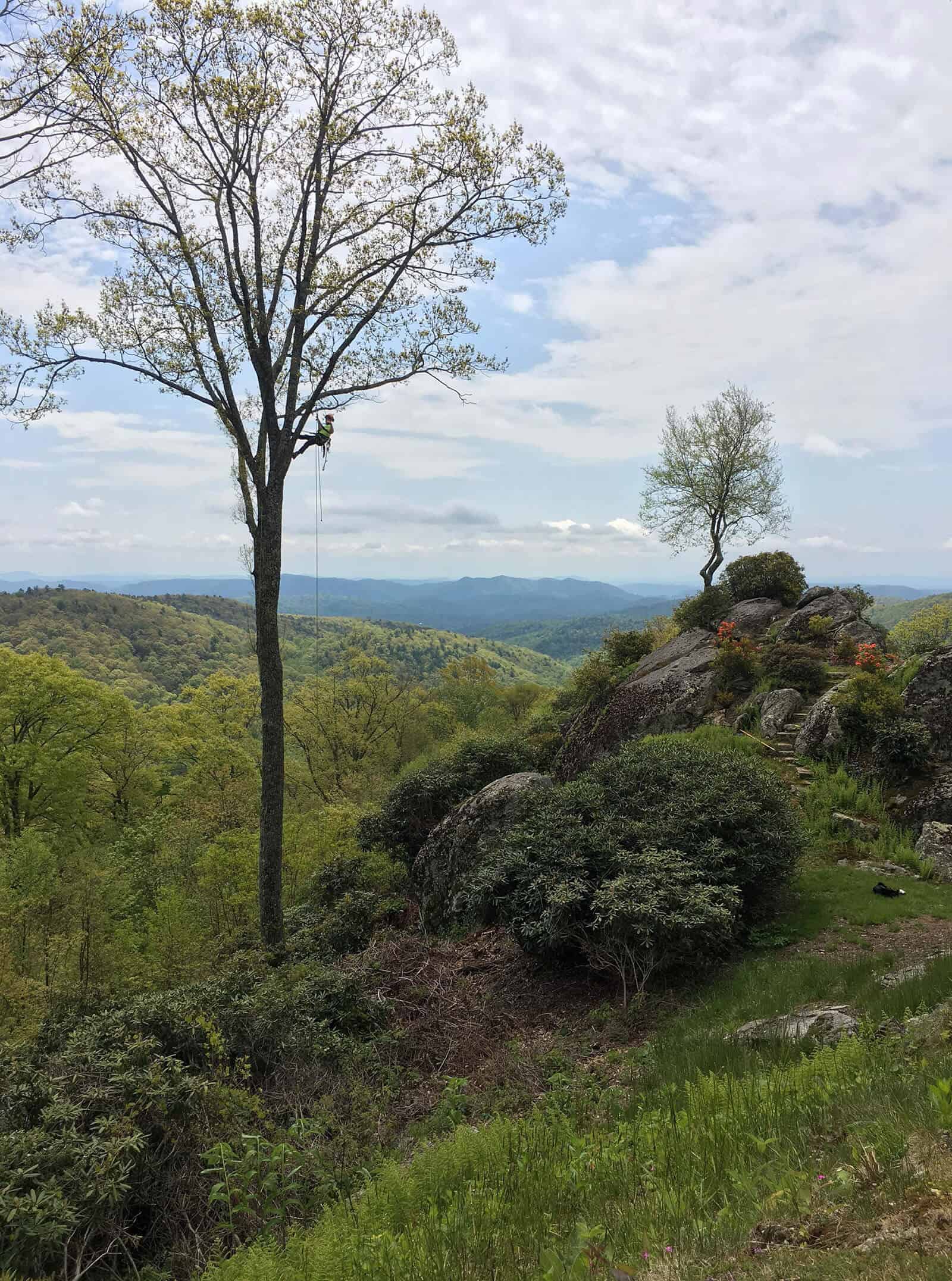 Arborist working high in tree canopy on an Appalachian mountain ridge